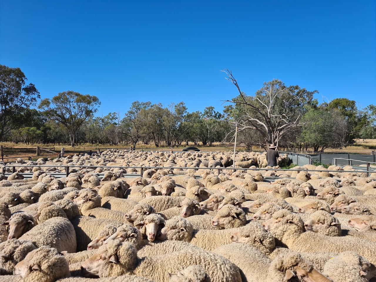 Sheep gathered in a large livestock yard