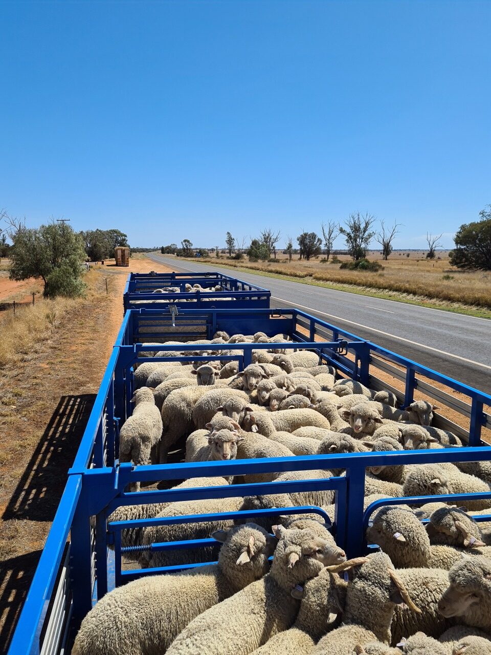 Livestock being transported on a truck