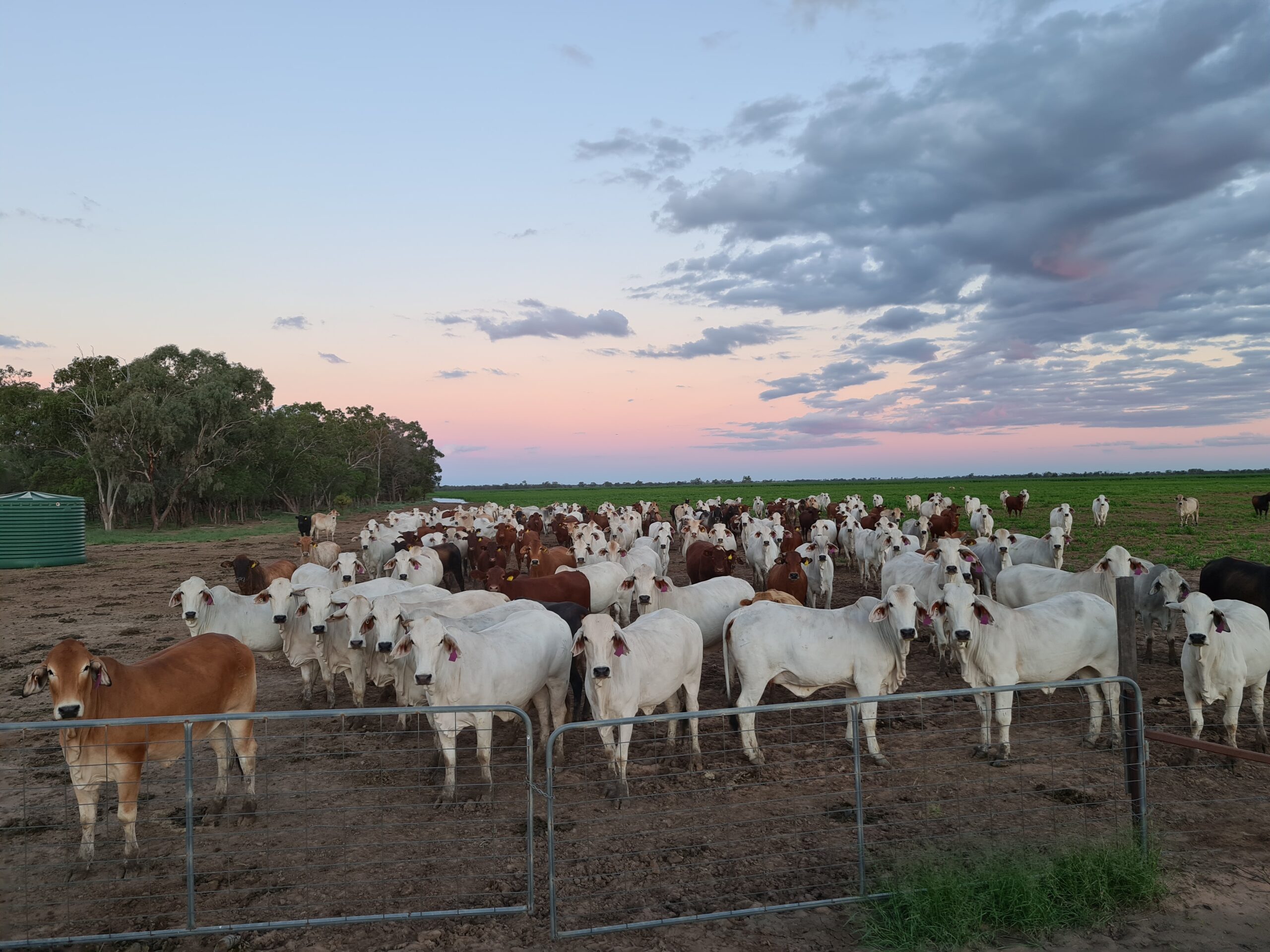 Cattle ready for livestock transport